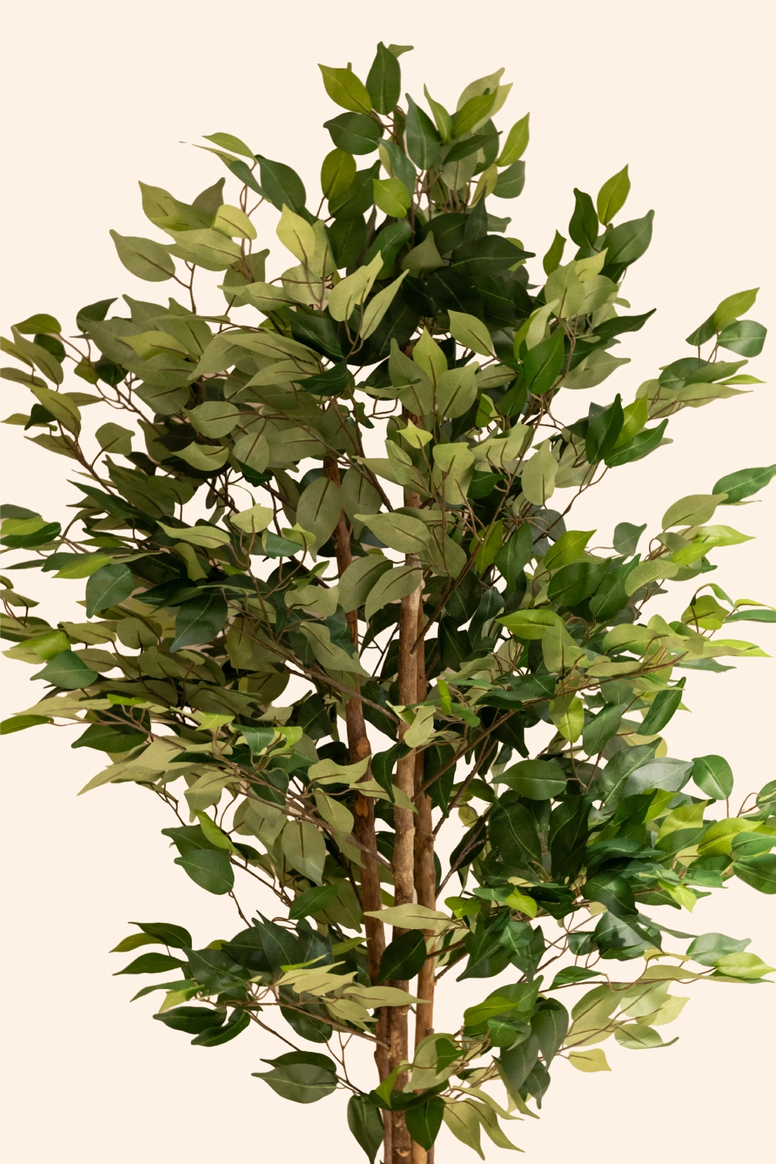 6 ft Black Ficus Artificial Plant
