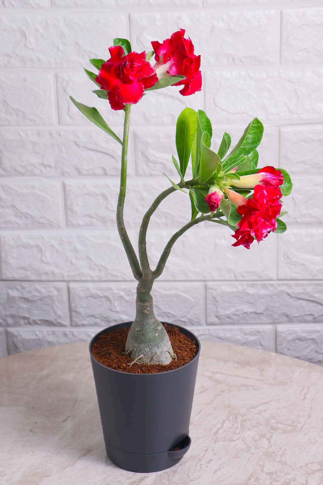 Adenium Desert Rose