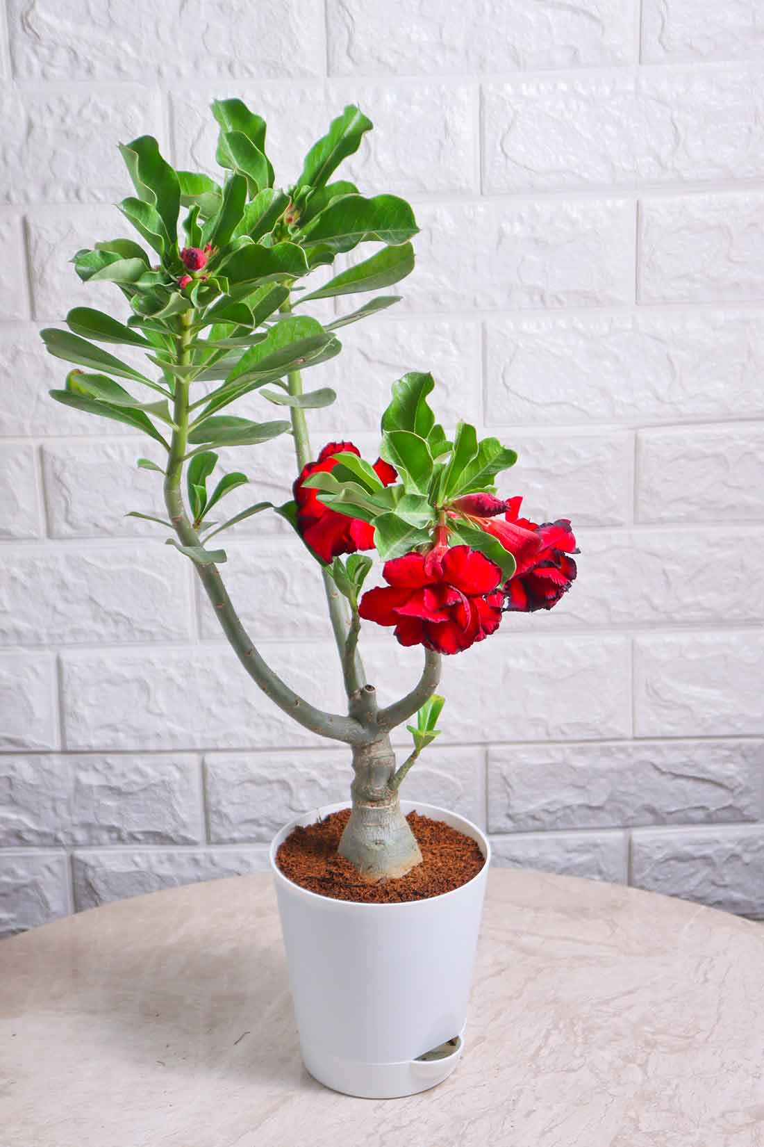 Adenium Desert Rose