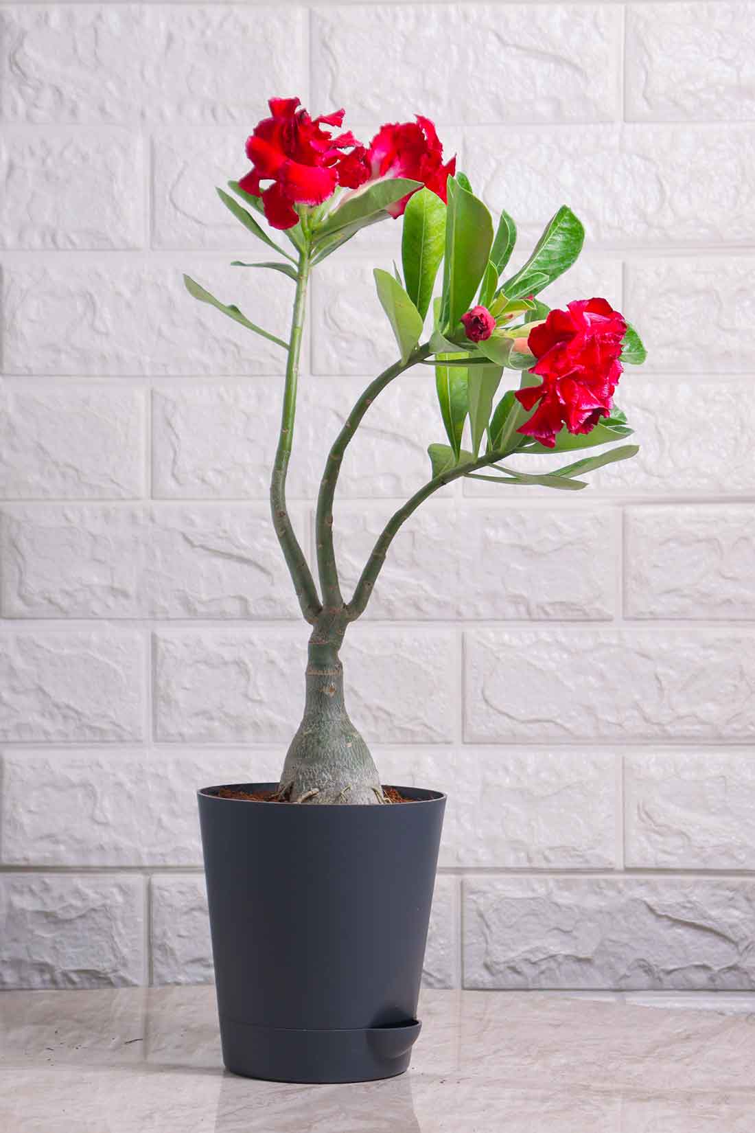 Adenium Desert Rose