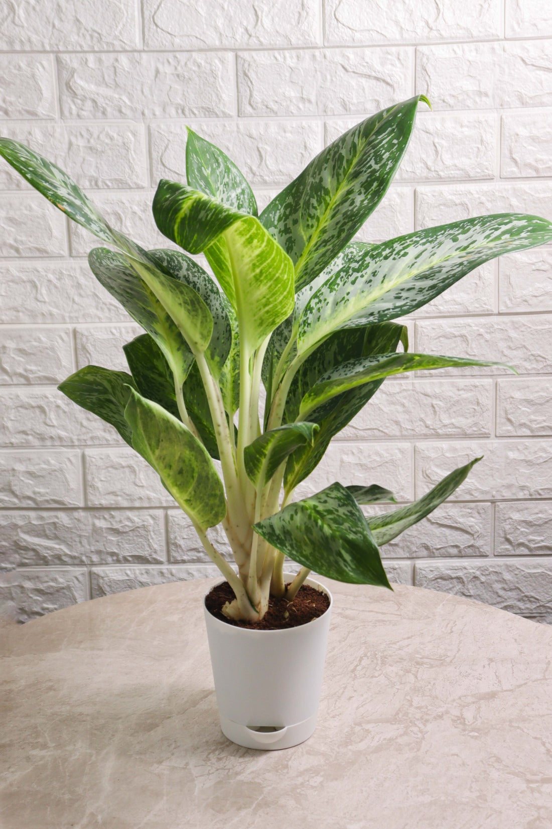 Aglaonema Commutatum Hybrid Pearl