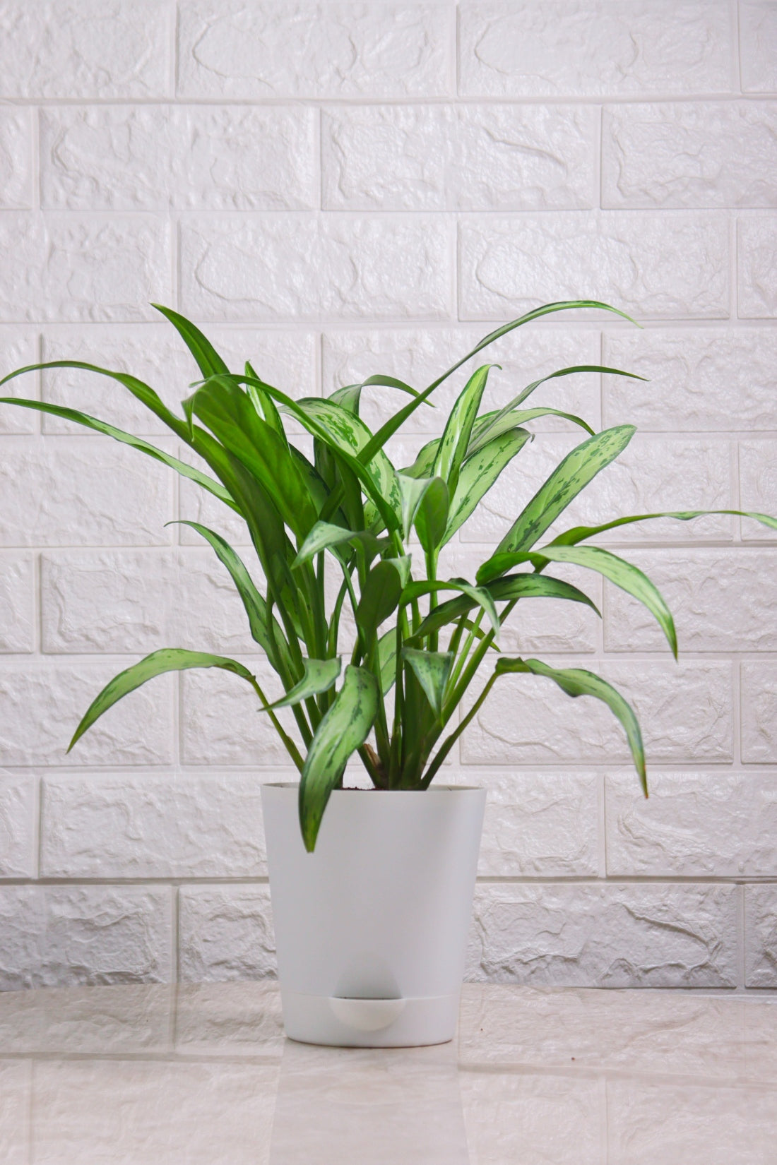 Aglaonema Hybrid Cutlass