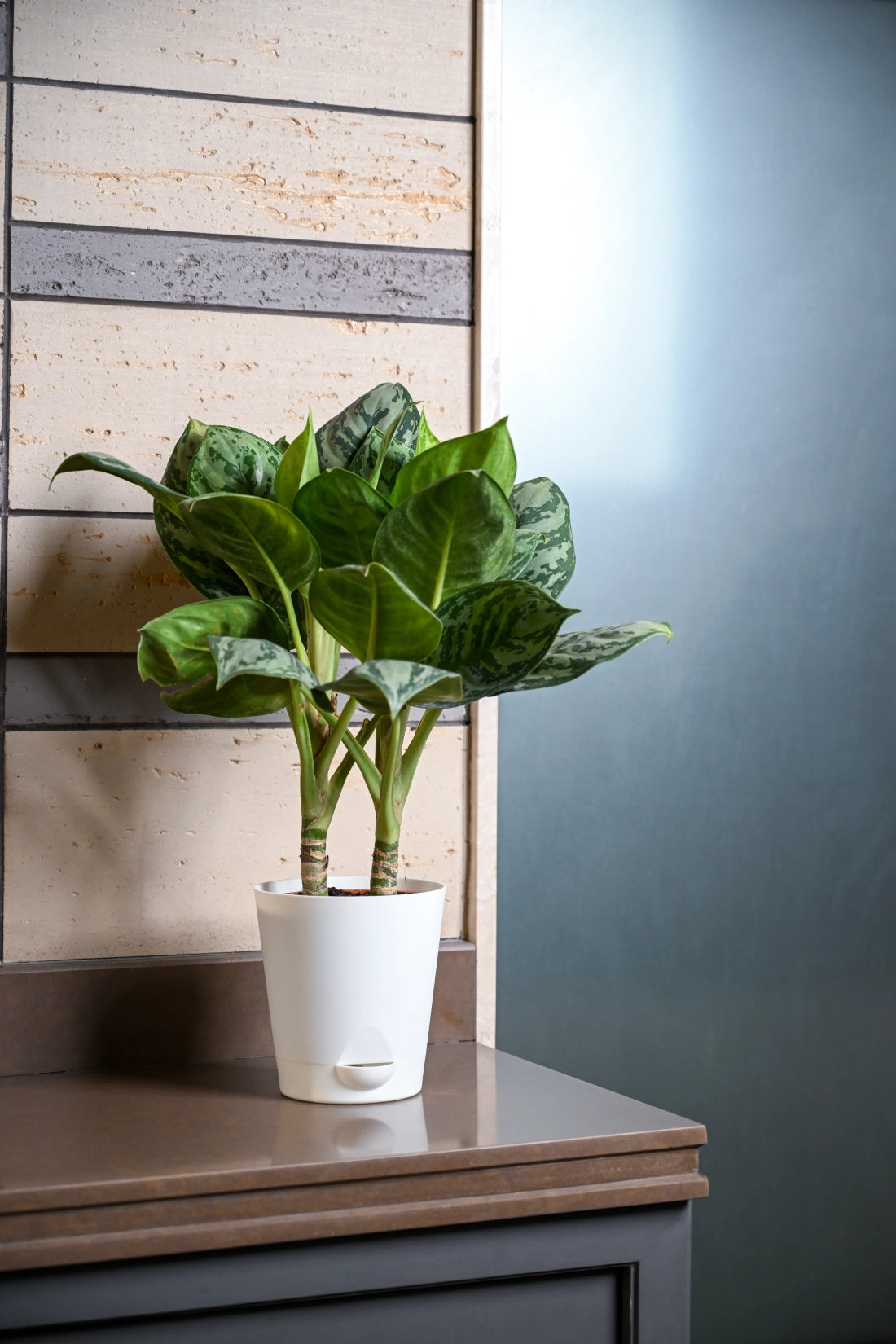 Aglaonema Green Apple Plant