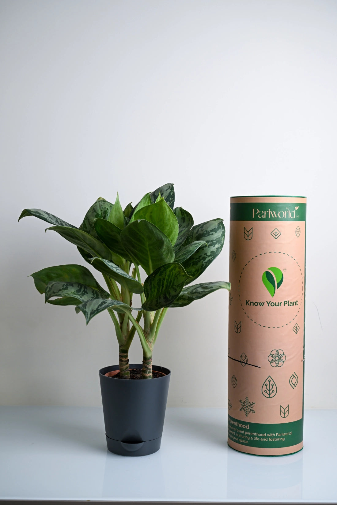 Aglaonema Green Apple Plant