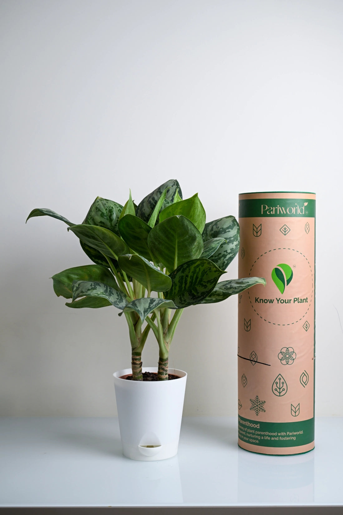 Aglaonema Green Apple Plant