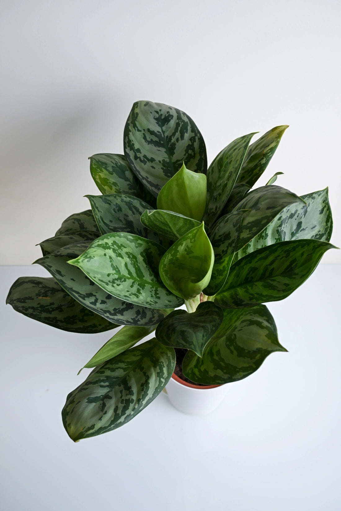 Aglaonema Green Apple Plant