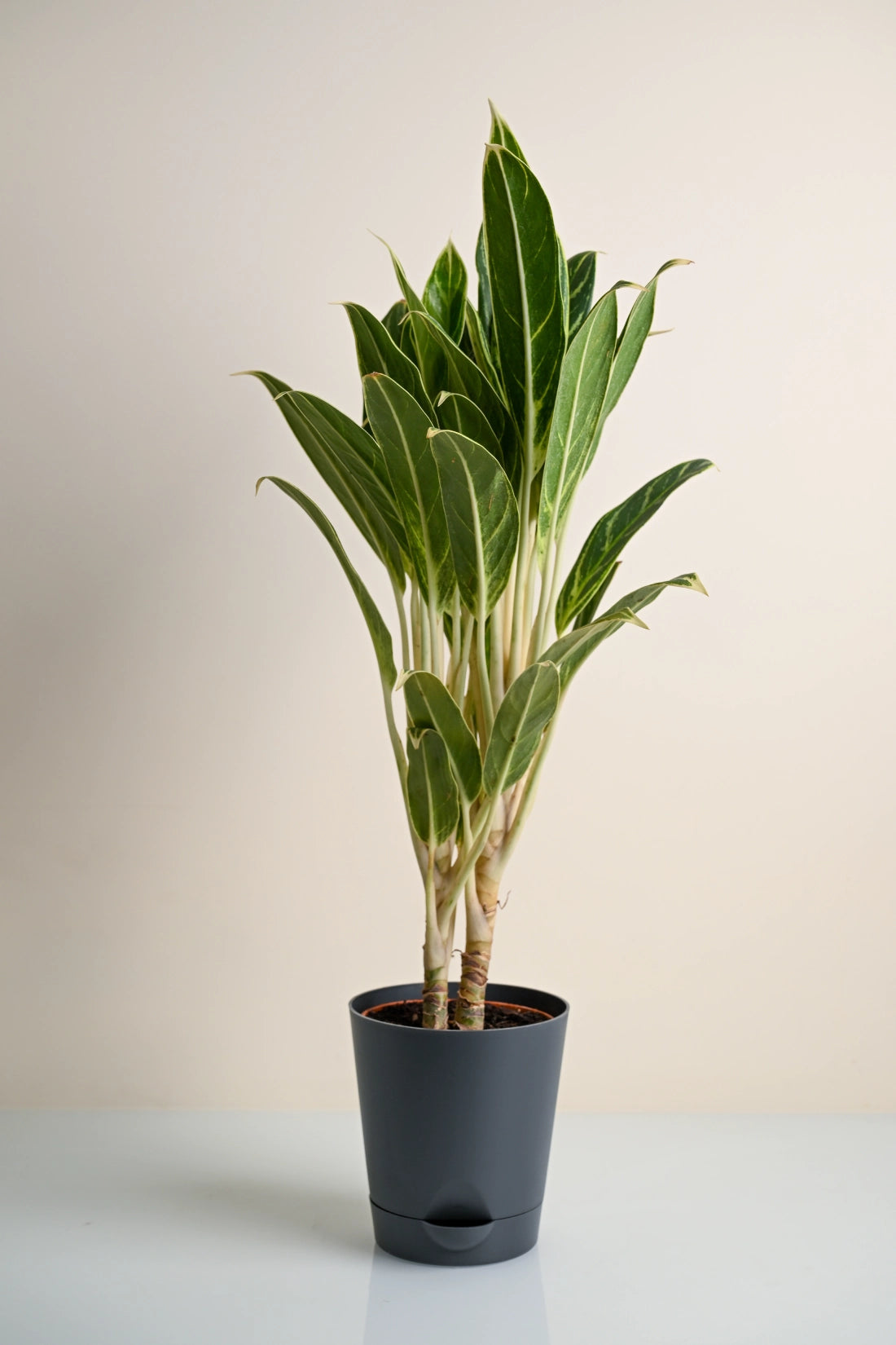 Aglaonema Green Goddess Plant
