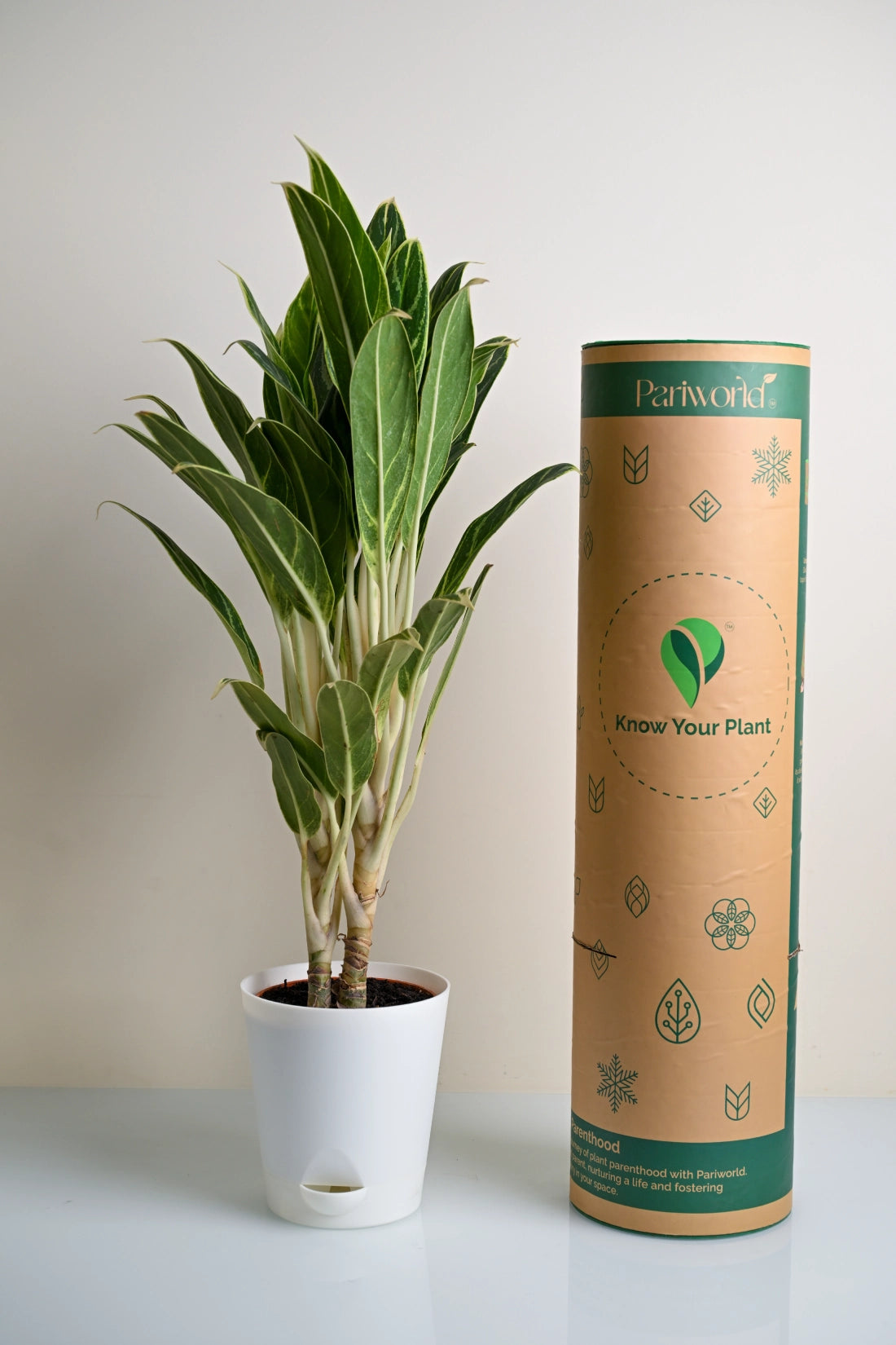 Aglaonema Green Goddess Plant
