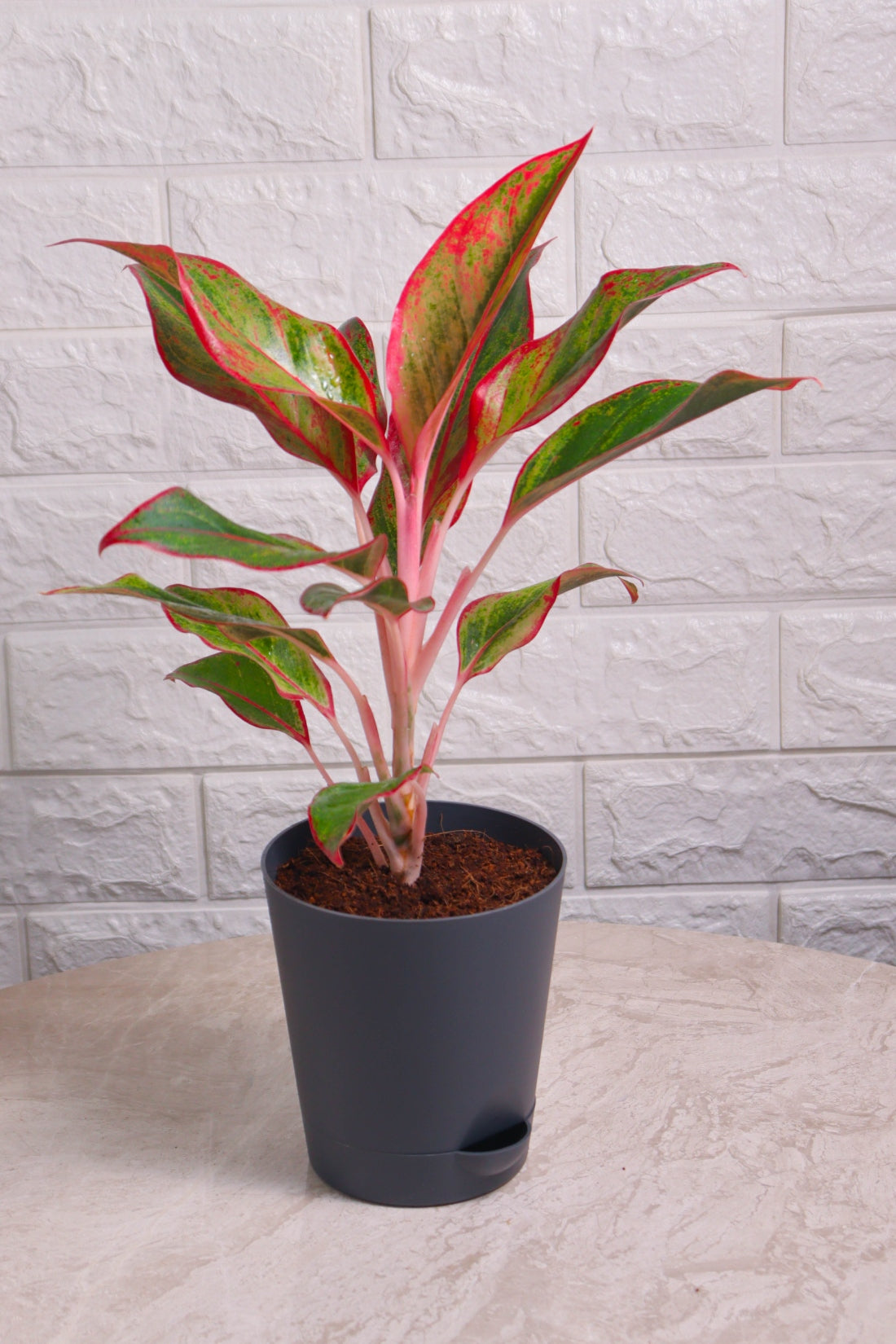 Aglaonema Hybrid Lipstick