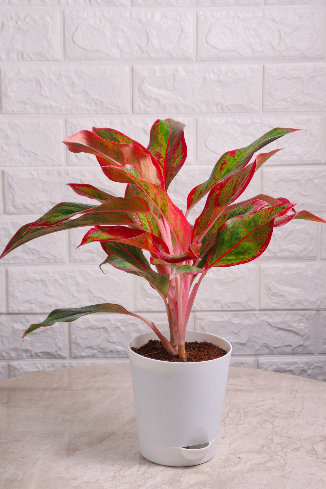 Aglaonema Hybrid Lipstick