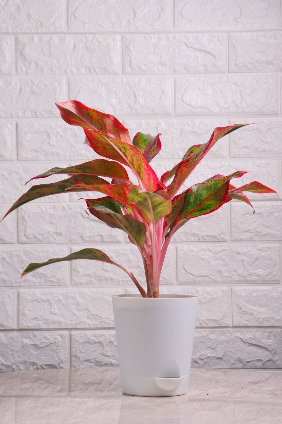 Aglaonema Hybrid Lipstick