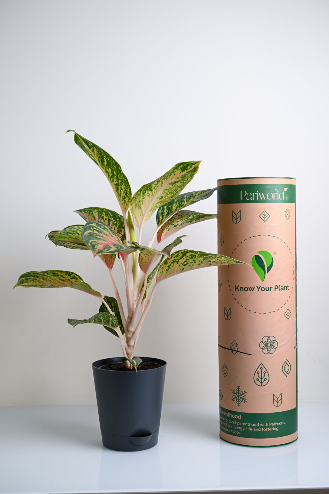 Aglaonema Rotundum Hybrid Peacock (Aglaenema Peacock Plant)