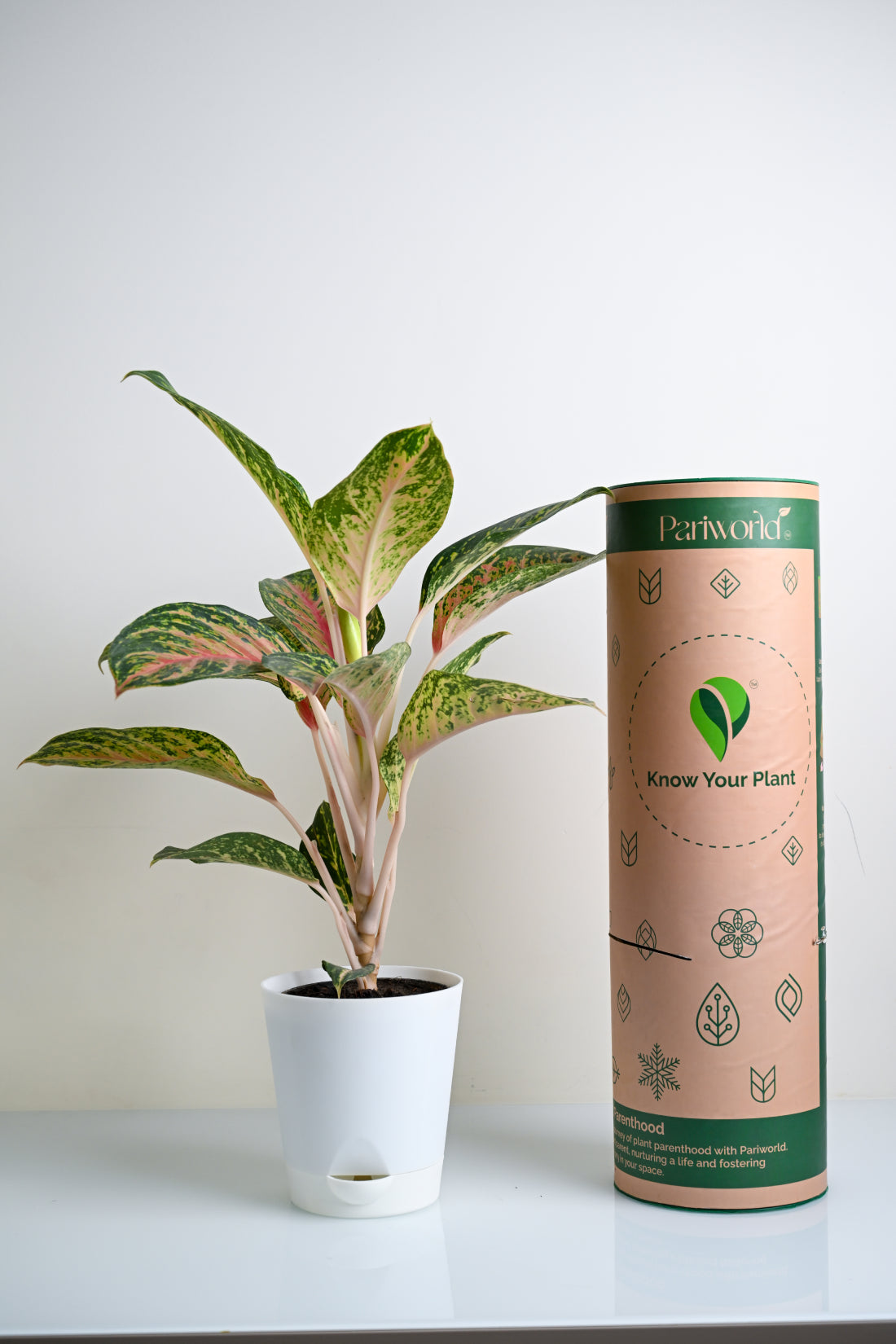 Aglaonema Rotundum Hybrid Peacock (Aglaenema Peacock Plant)
