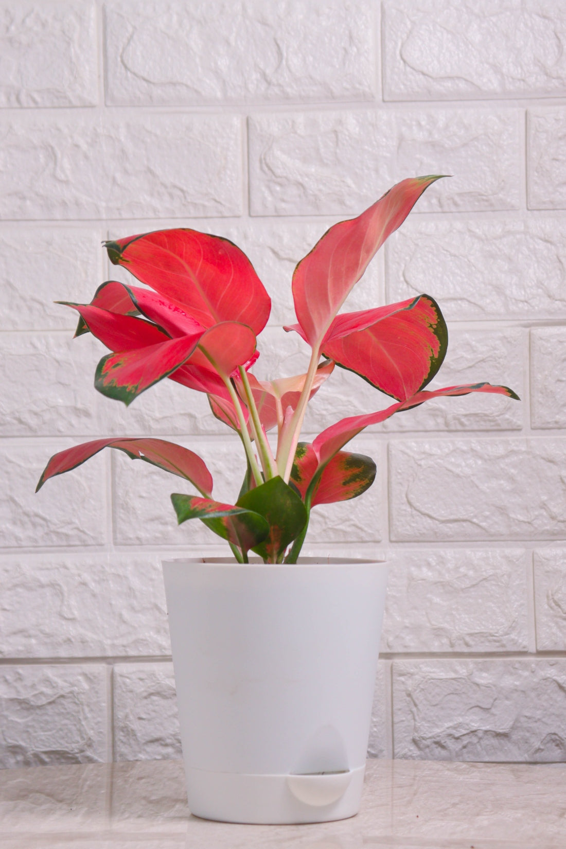 Aglaonema Rotundum Hybrid Red Desire (Aglaonema Red Desire)