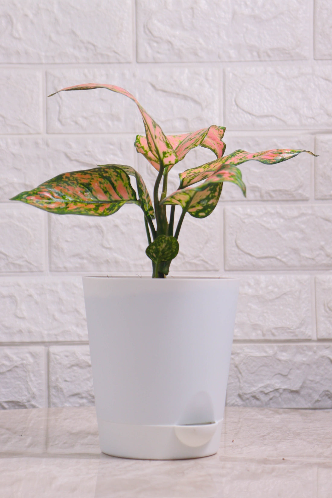 Aglaonema Rotundum Hybrid Valentine (Aglaonema Valentine)