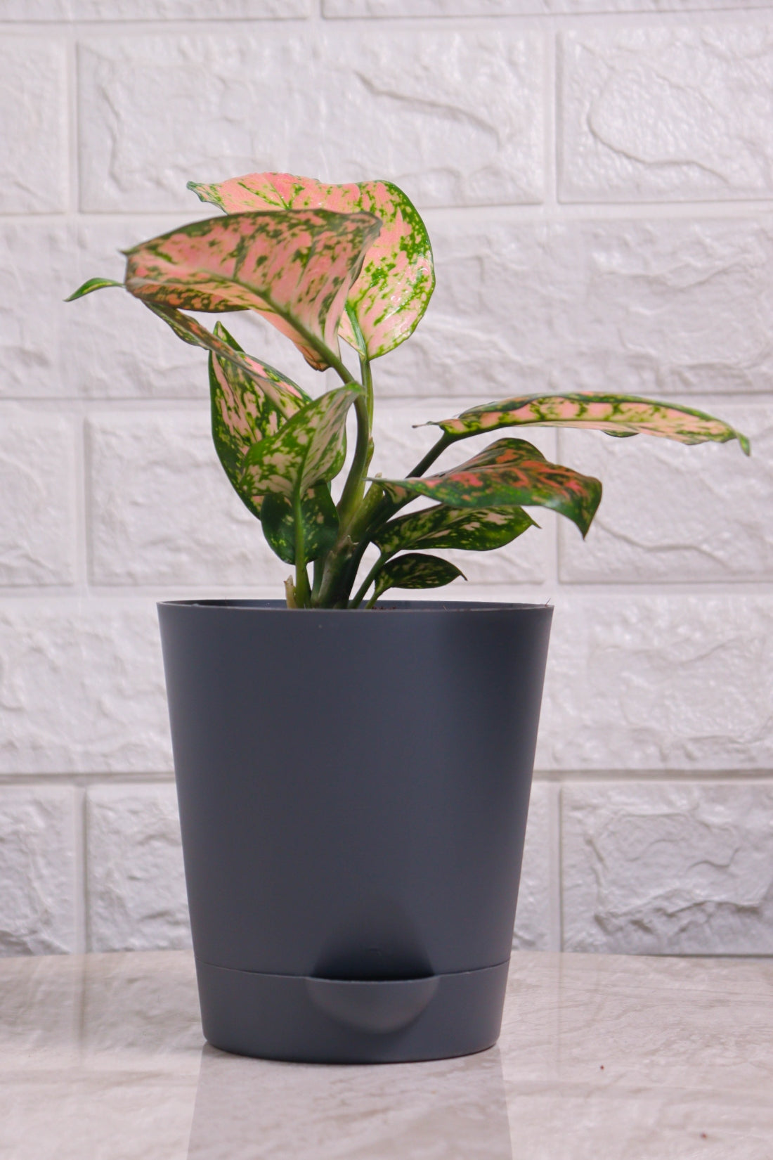 Aglaonema Rotundum Hybrid Valentine (Aglaonema Valentine)