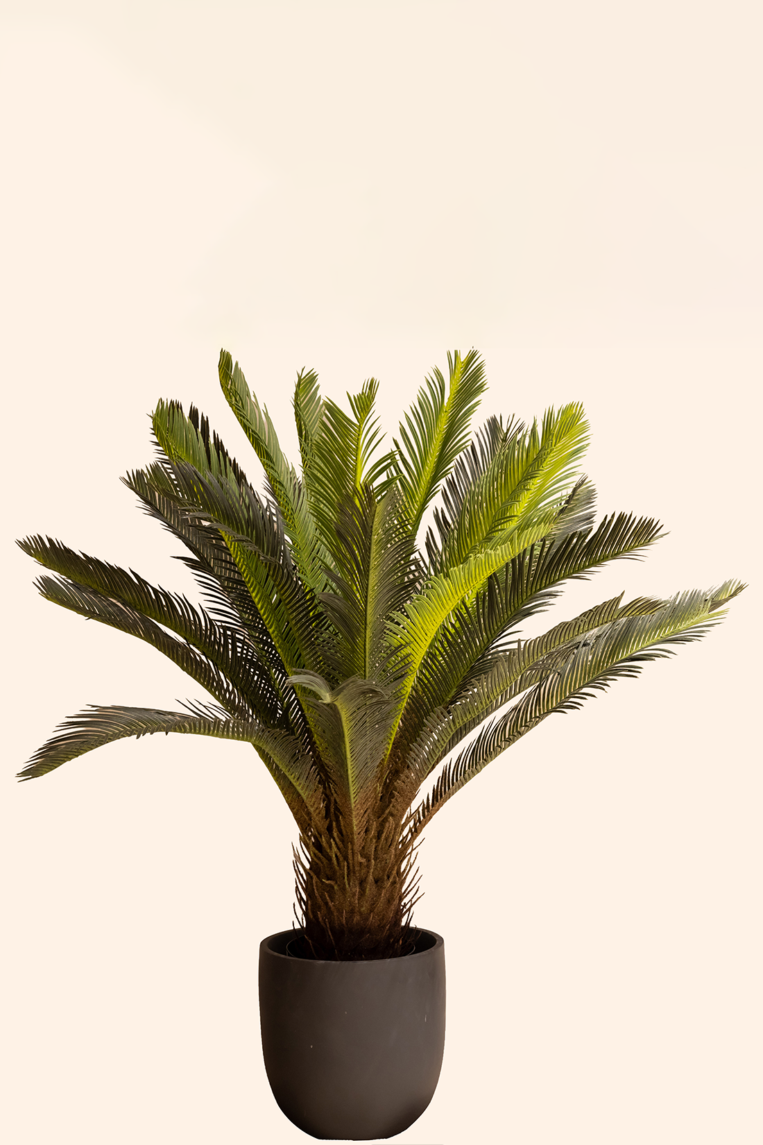 Artificial Cycas Plant