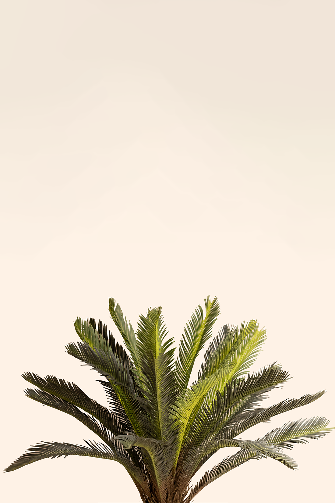 Artificial Cycas Plant