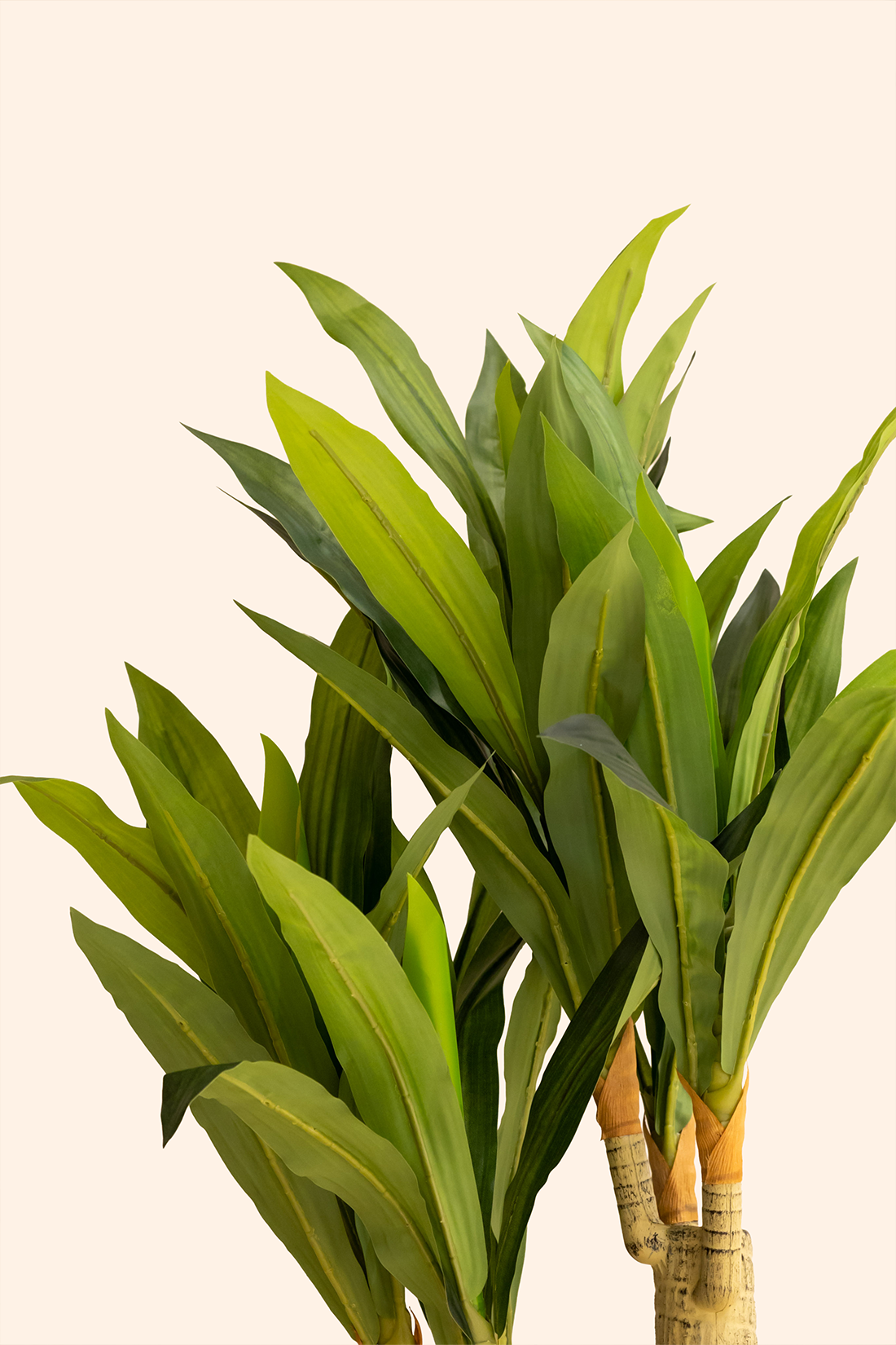 Artificial Dracena Plant