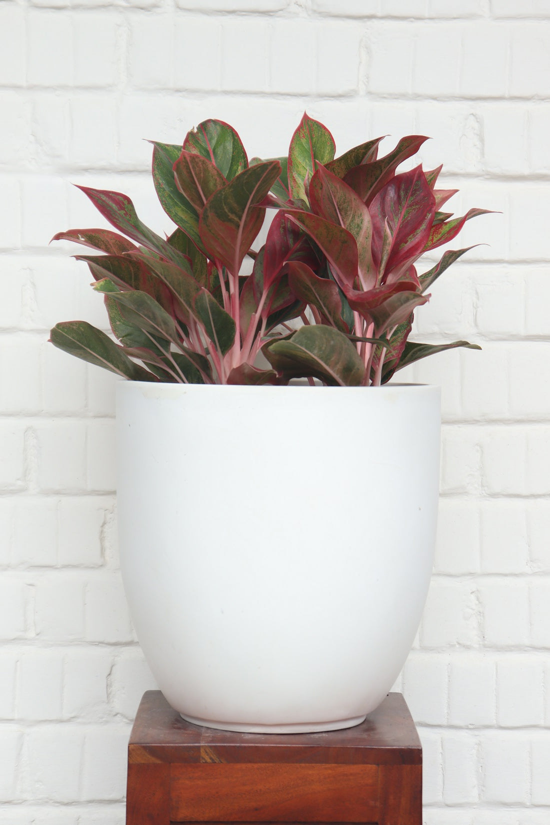 Chalice Planter