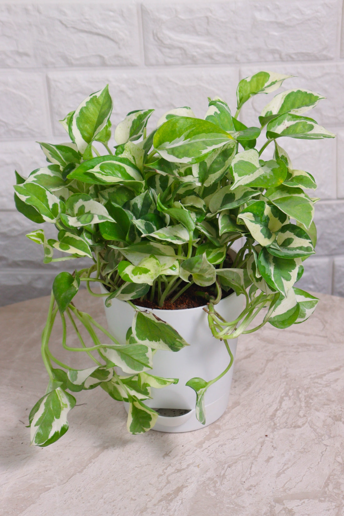 Grecian Money Plant Scindapsus &