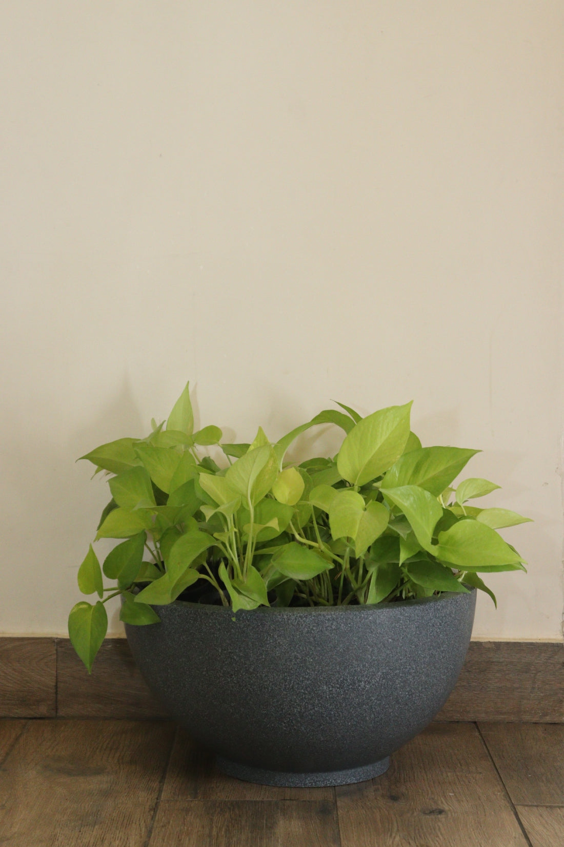 KTR Bowl Planter