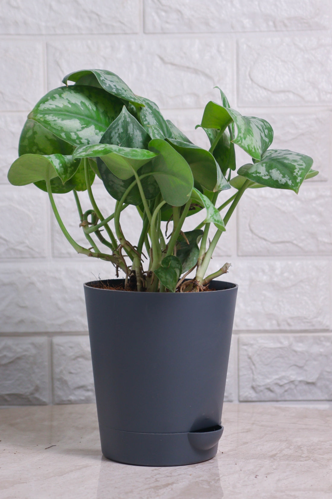 Money Plant &