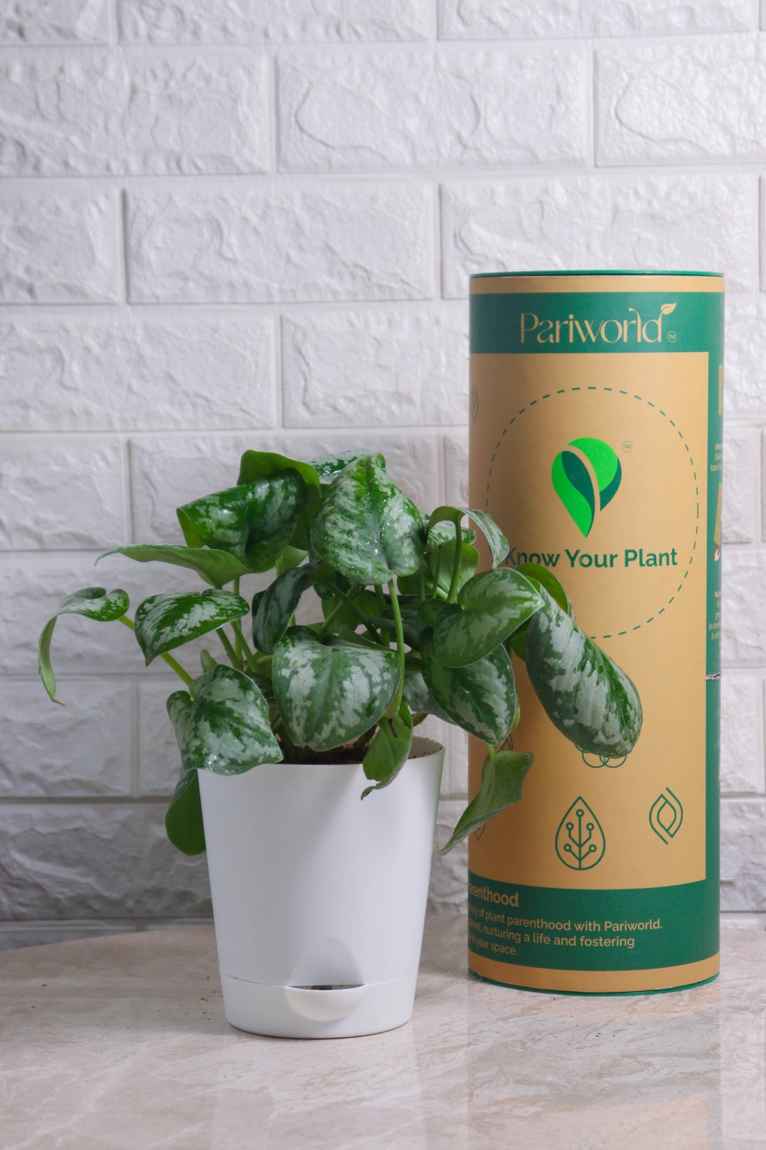 Money Plant &