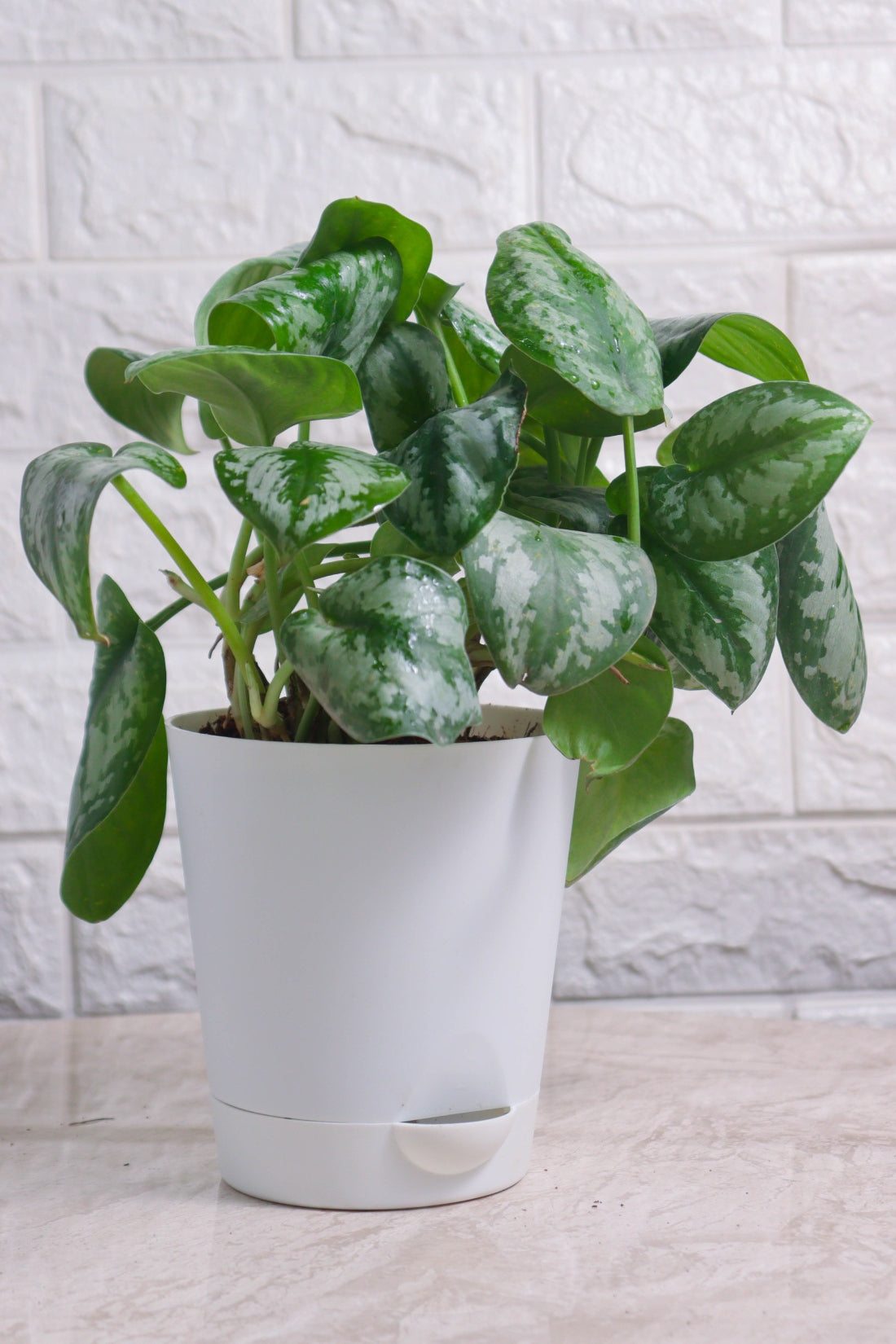 Money Plant &