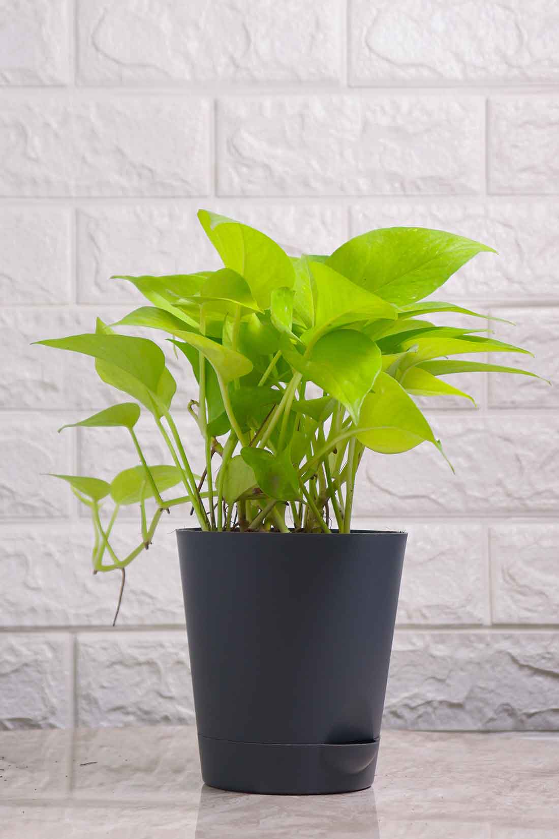 Money Plant Neon (Pothos)