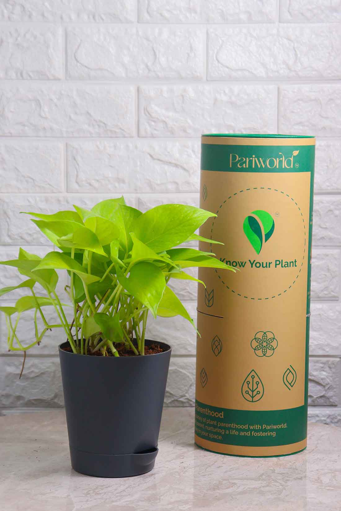 Money Plant Neon (Pothos)