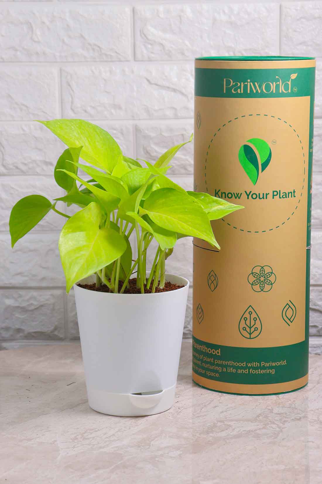 Money Plant Neon (Pothos)