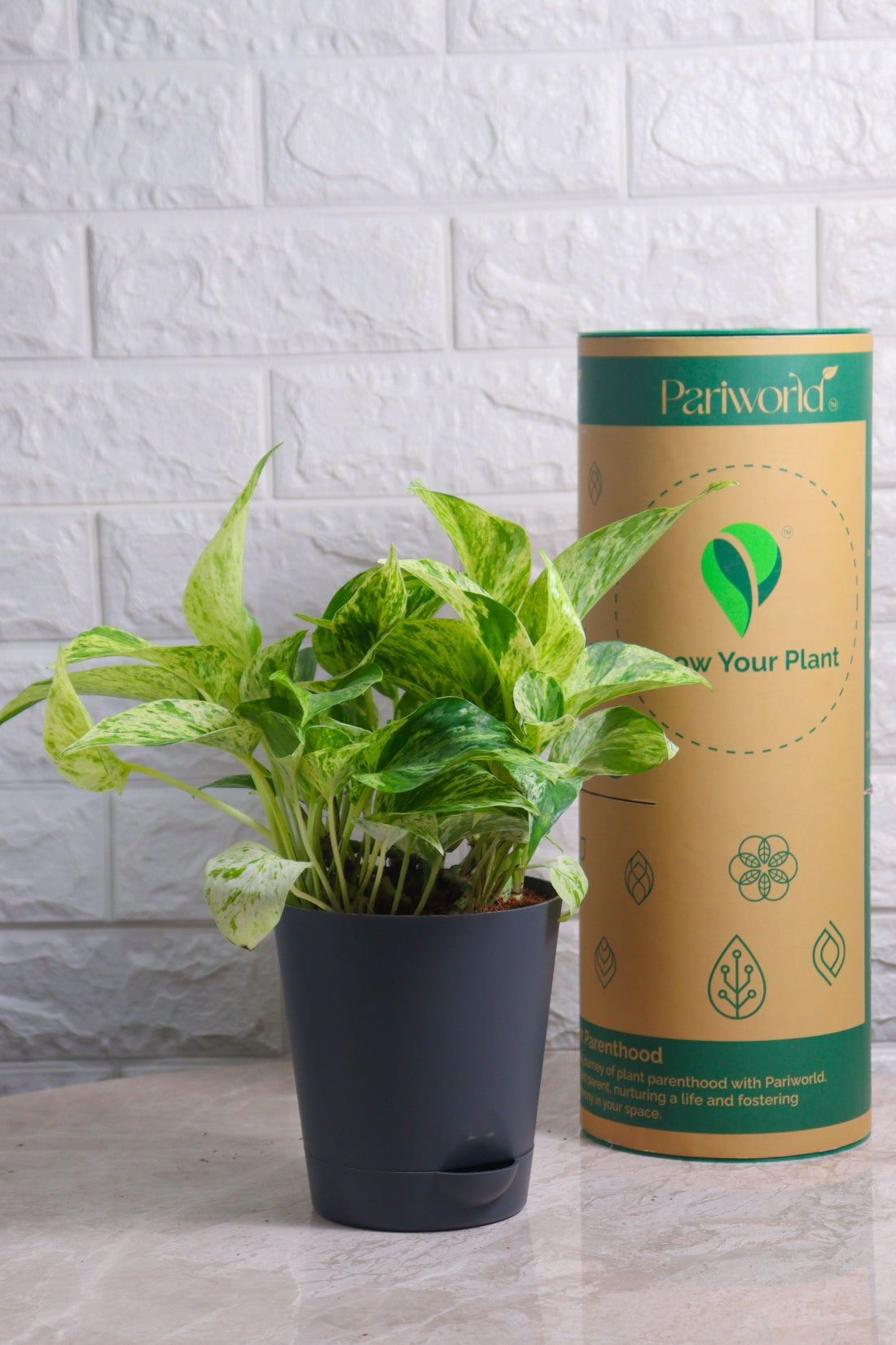 Money Plant (Pothos) Aureus Marble Queen