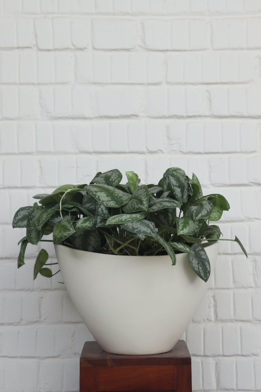 NAV KTR Planter