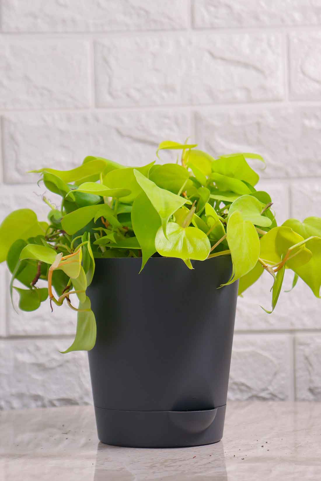Philodendron Brazil Golden