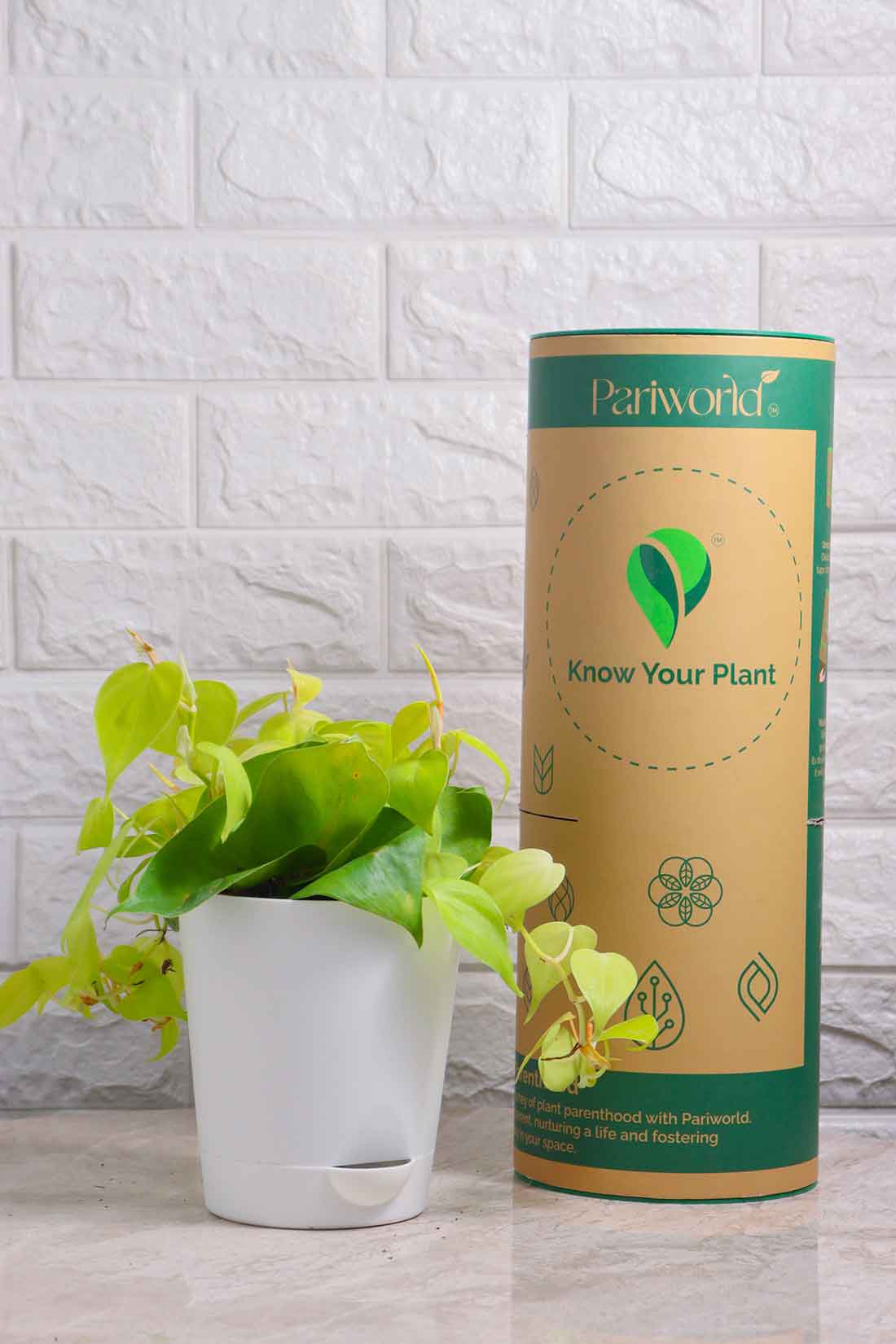 Philodendron Brazil Golden