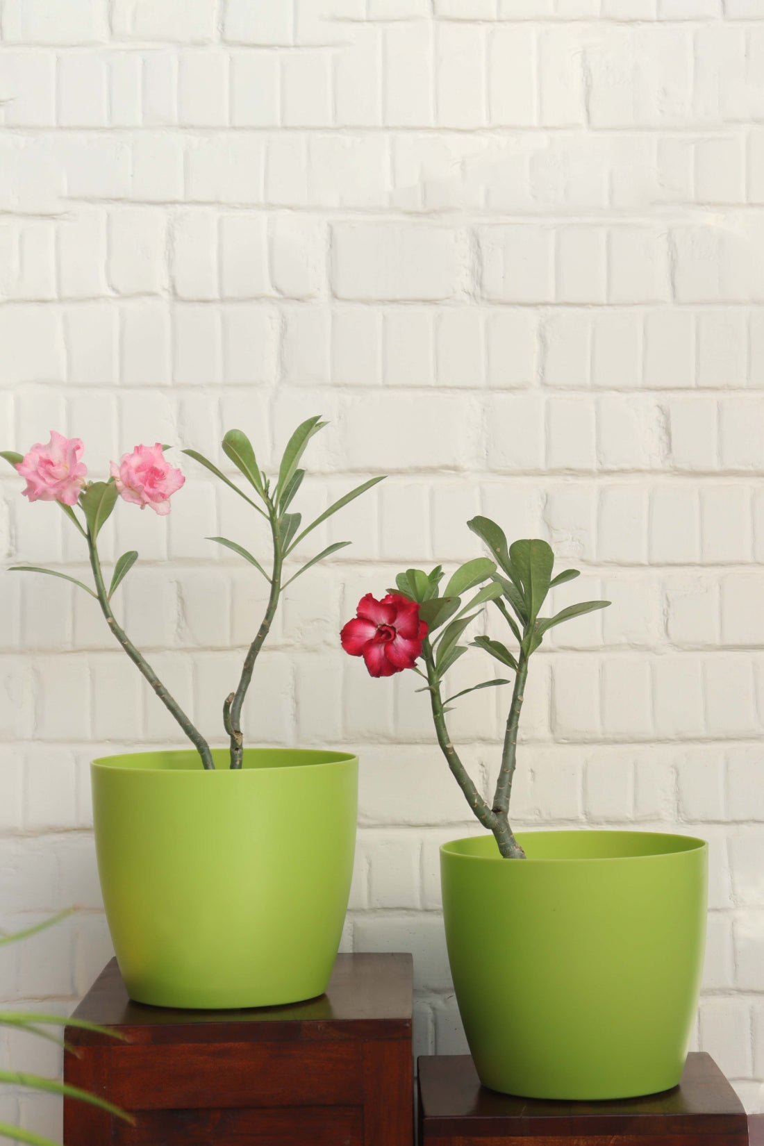 Ronda Big Pot (Set of 2)