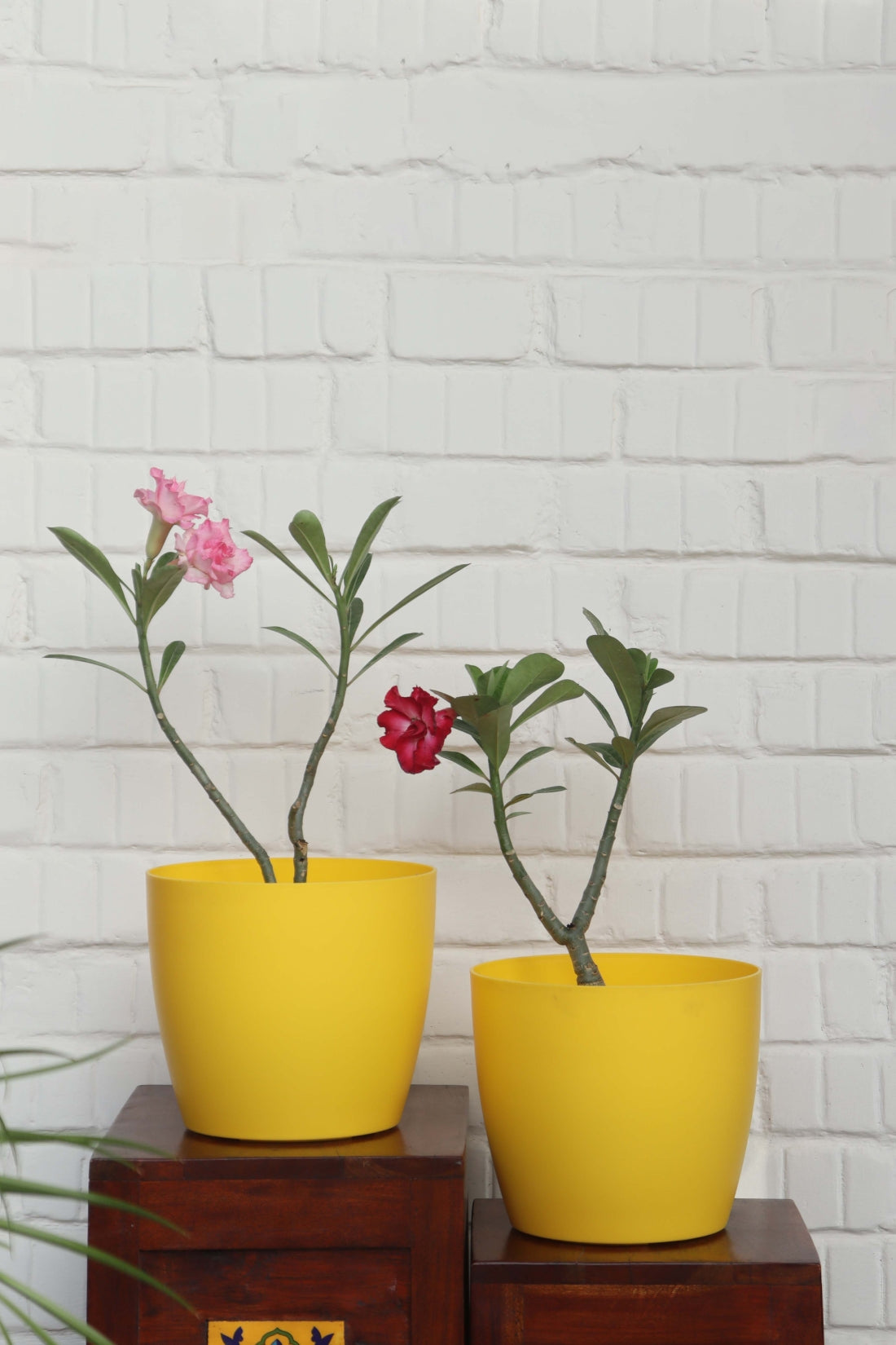 Ronda Big Pot (Set of 2)