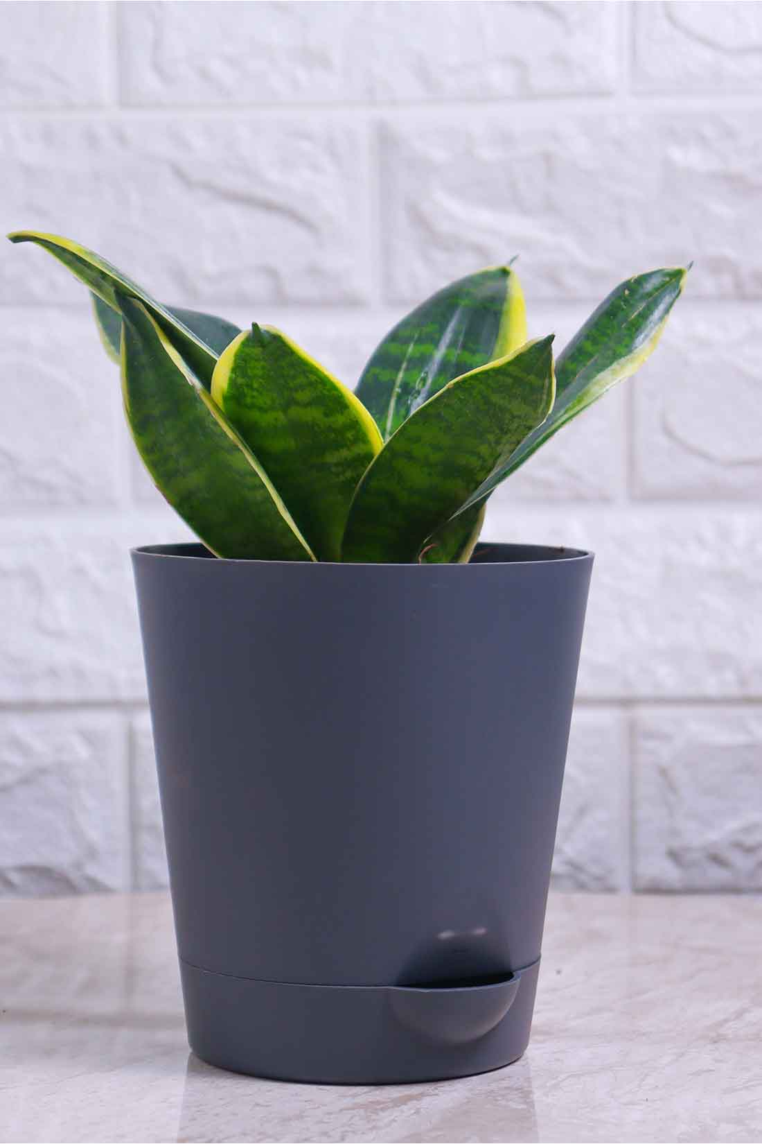 Sansevieria Hahnii Marginata (Snake Plant – Marginata)