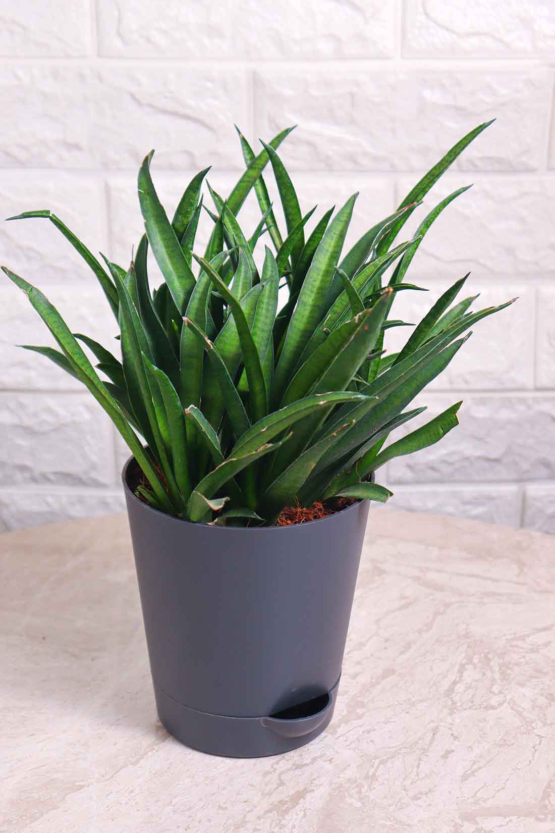 Sansevieria Lilliput (Snake Plant – Lilliput)
