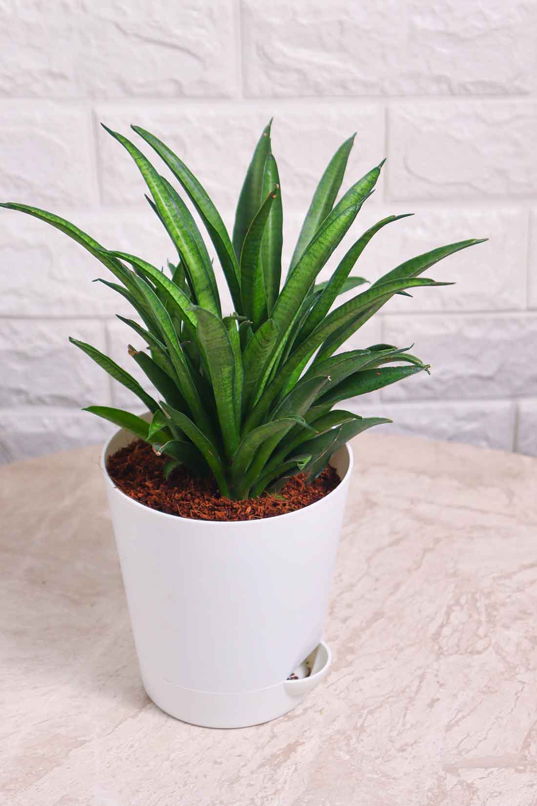 Sansevieria Lilliput (Snake Plant – Lilliput)