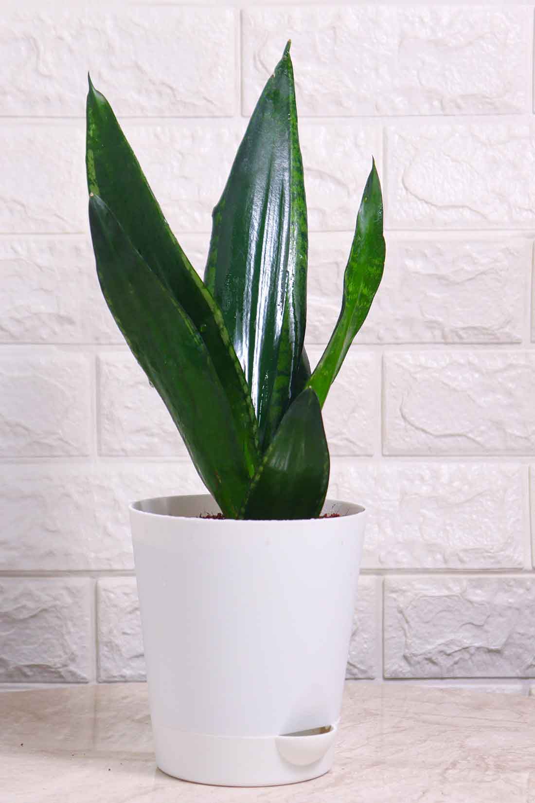 Sansevieria Whitney (Snake Plant – Whitney)