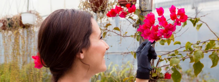 Adenium Desert Rose Care, Types, & Benefits
