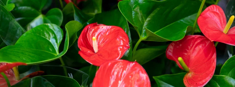 Anthurium Plant Care and Flowering Tips