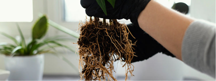Fungi x Bio-Fungicide: How to Treat Root Rot and Fungal Diseases in Plants
