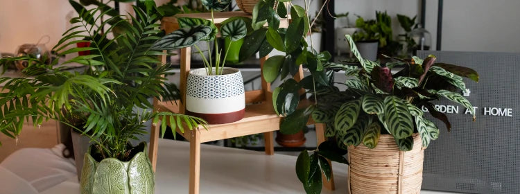 Artificial Plants for Living Room: A Smart Decor Choice for Busy Homes