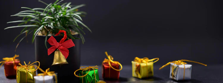 Best Plants for Gifting on Festivals & Occasions in India