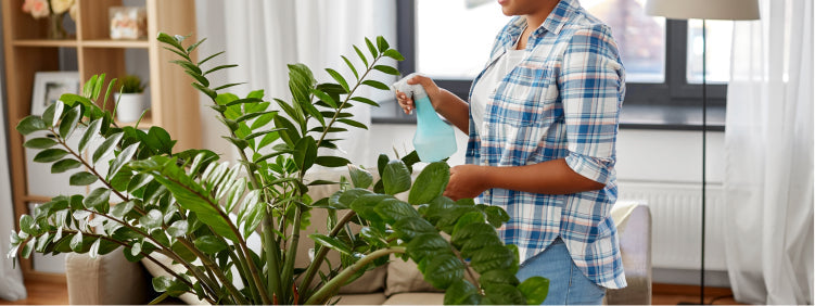 Bought a ZZ Plant? Here’s How to Care for It