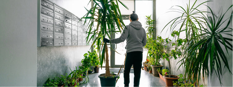 Bringing Mountain-Like Peace into Your Home with Houseplants