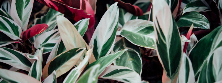 Calathea Care Guide for Indian Homes